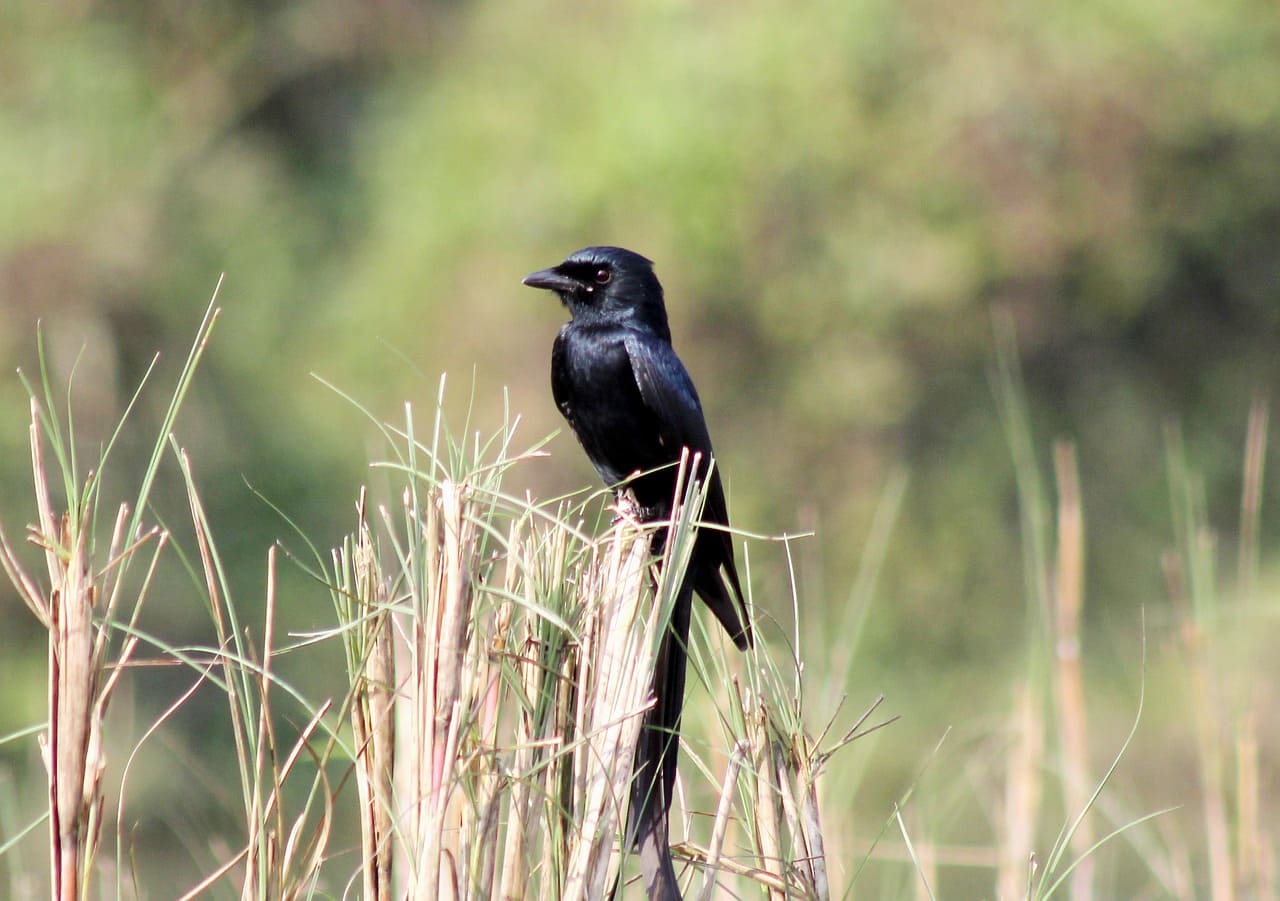 Chitwan Tour Package - 4 Days 3 Nights image 3