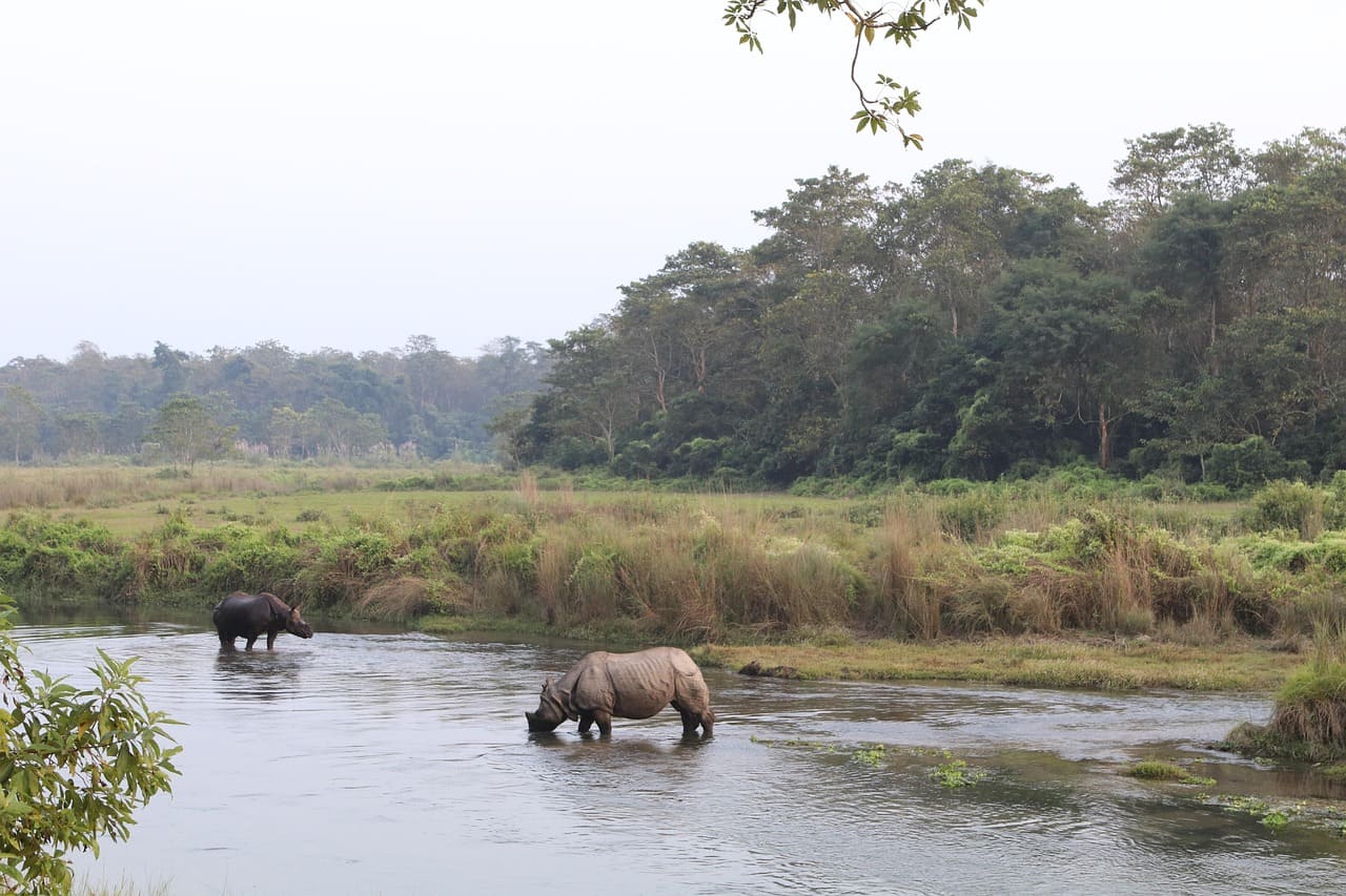 Chitwan Tour Package - 4 Days 3 Nights image 1