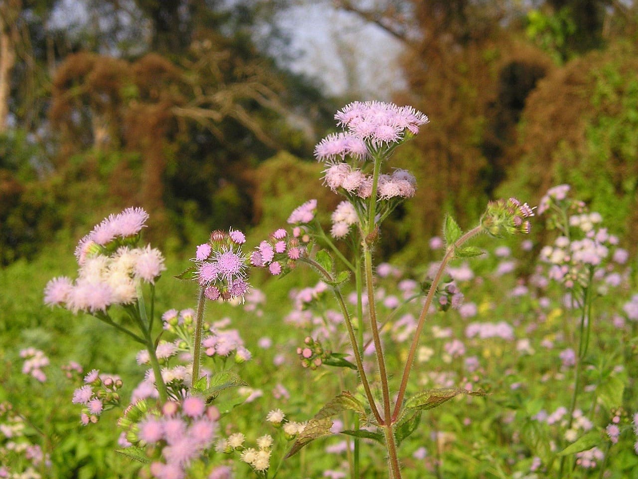 Chitwan Tour Package - 4 Days 3 Nights image 4