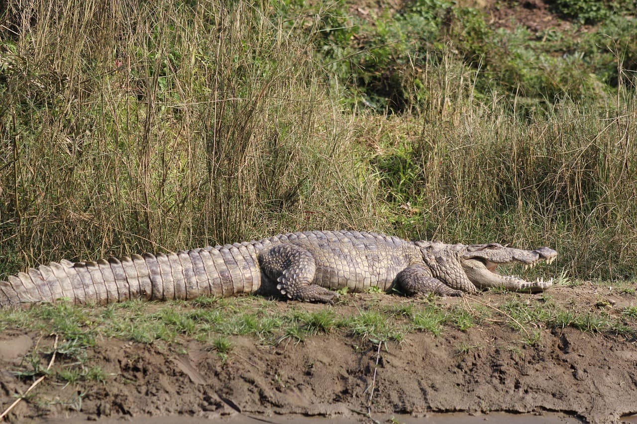 Chitwan Tour Package - 4 Days 3 Nights image 2