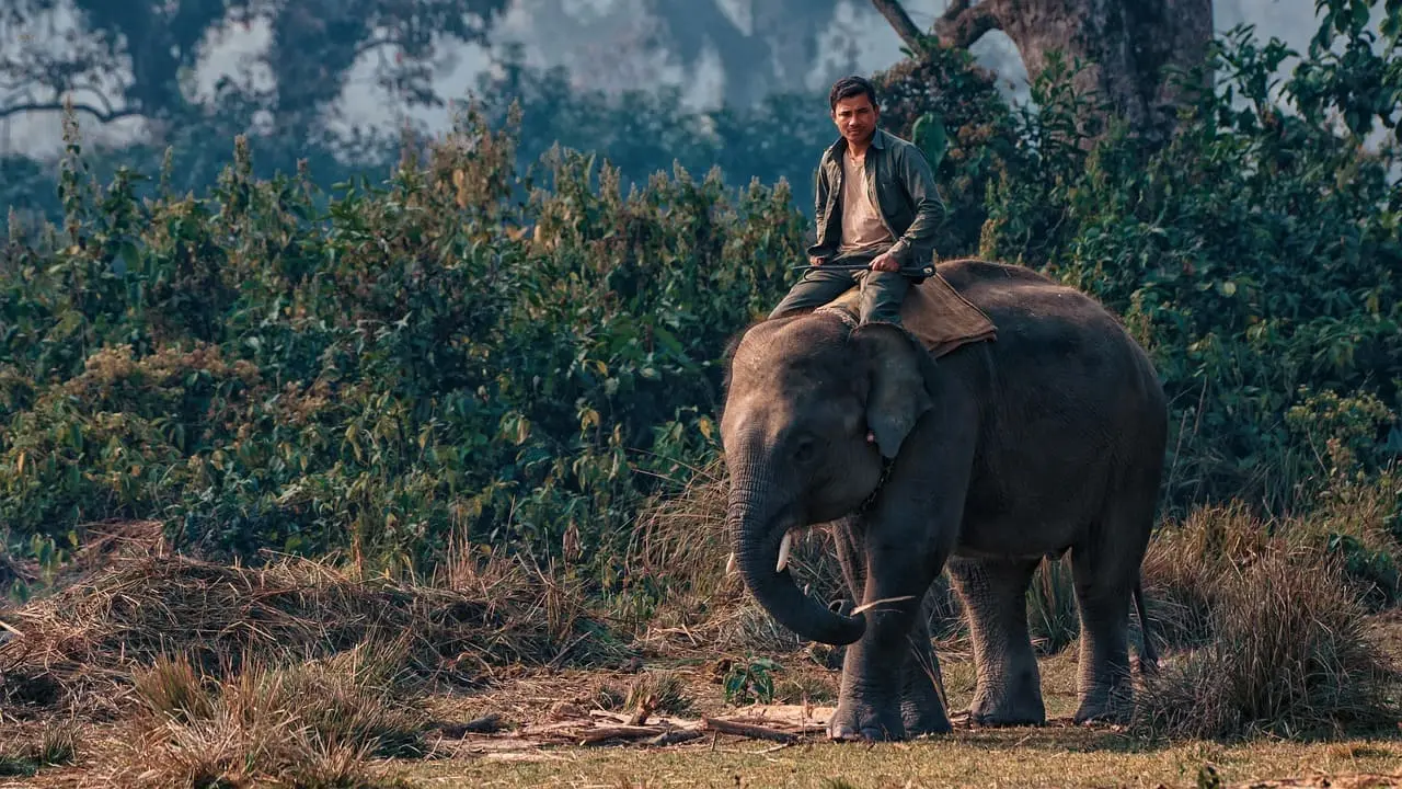 Chitwan Tour Package - 4 Days 3 Nights