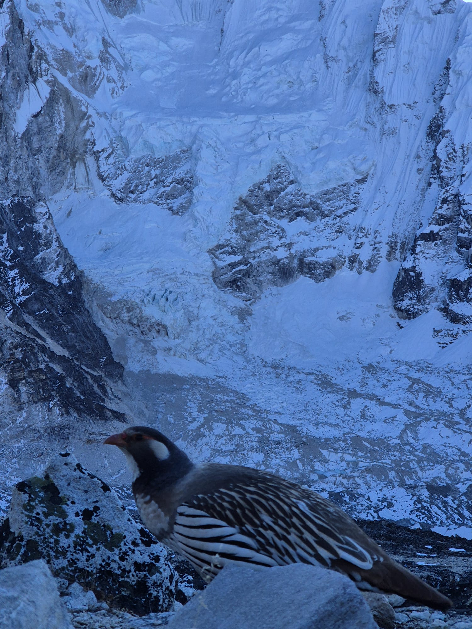 Colorful Danphe bird perched on a branch, spotted during the Everest Base Camp trek with blurred mountain scenery in the background.