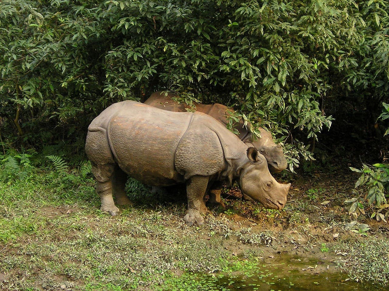 One-horned rhinoceros grazing in the grasslands of Chitwan National Park, Nepal, surrounded by lush greenery and natural habitat.