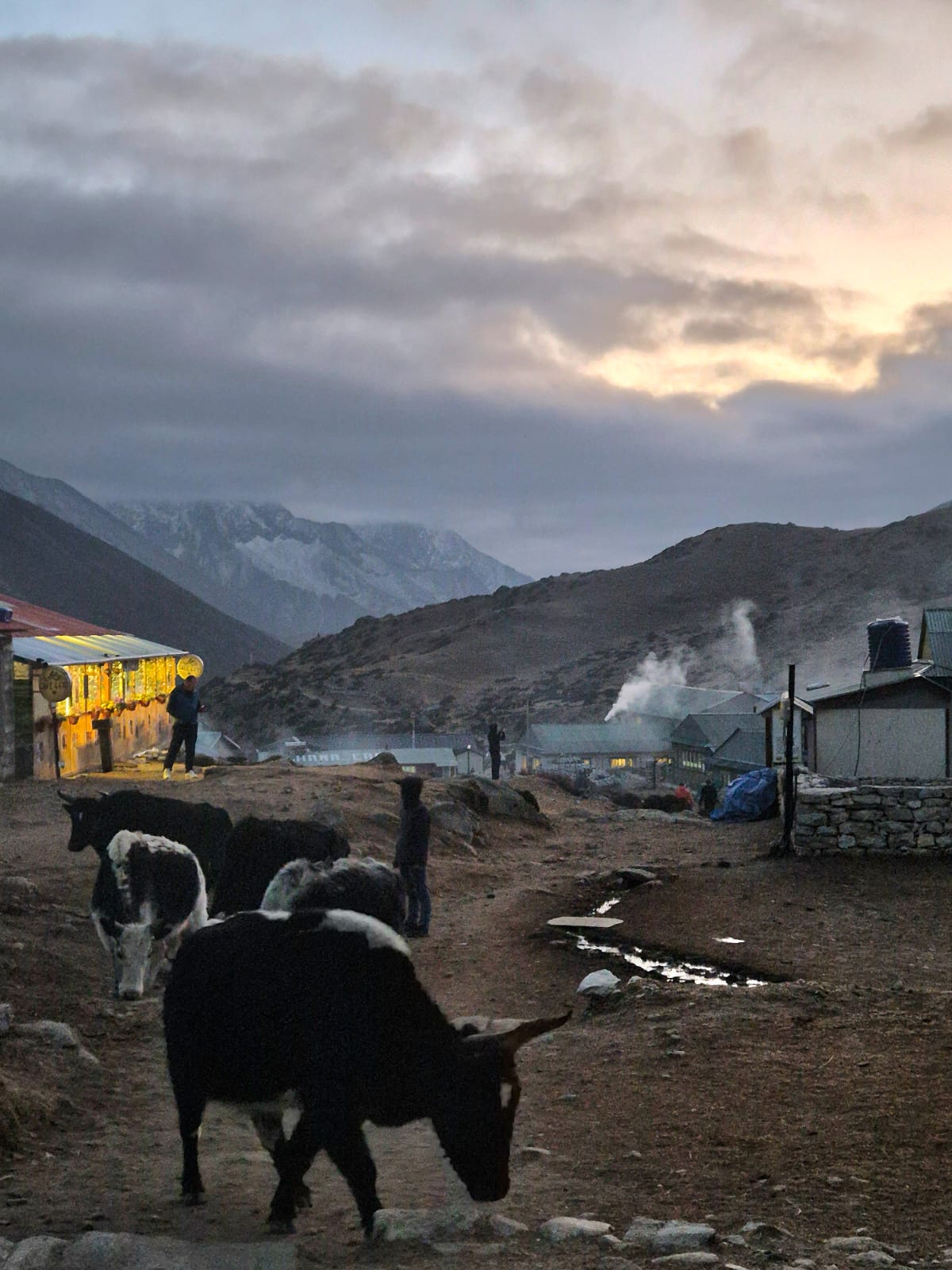 Yaks and donkeys grazing peacefully together in a grassy Himalayan field with mountain peaks in the distance.