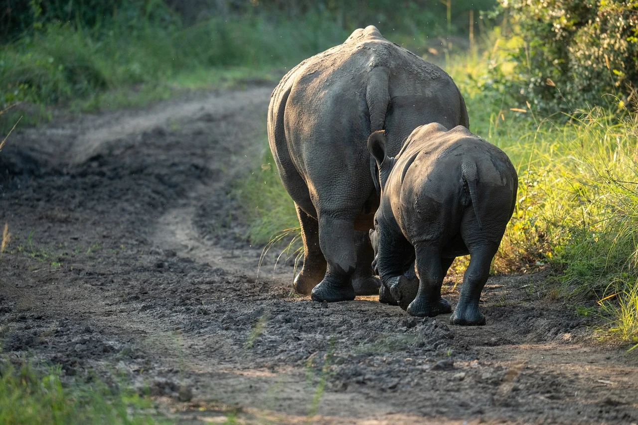A rhinoceros walking through the grasslands of Chitwan National Park, Nepal, surrounded by lush greenery and natural wildlife habitat.
