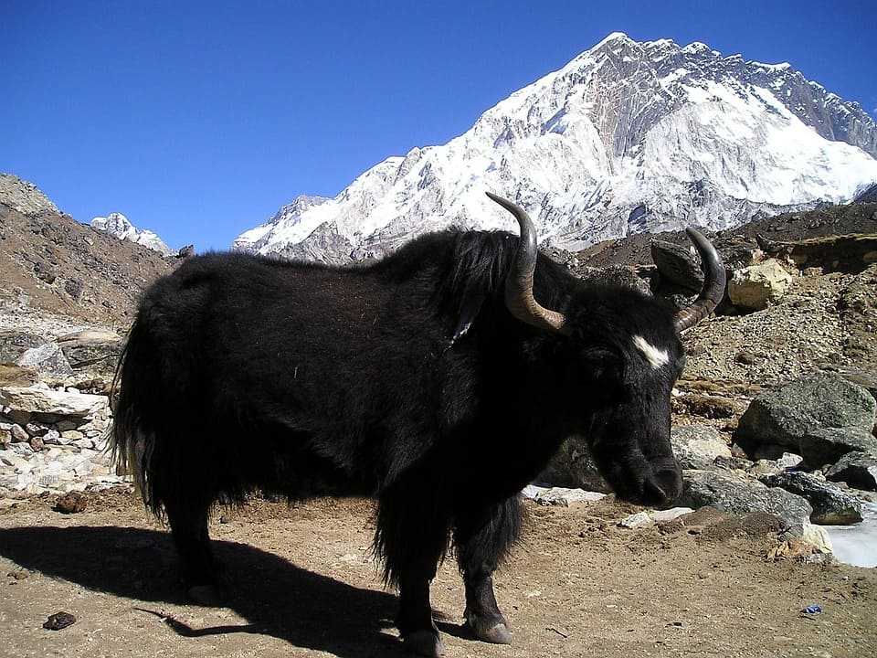 A yak walking along a snowy trail on the Everest region, surrounded by towering Himalayan peaks and clear blue skies.